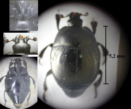Réf. 239 301 : Saprinus semistriatus